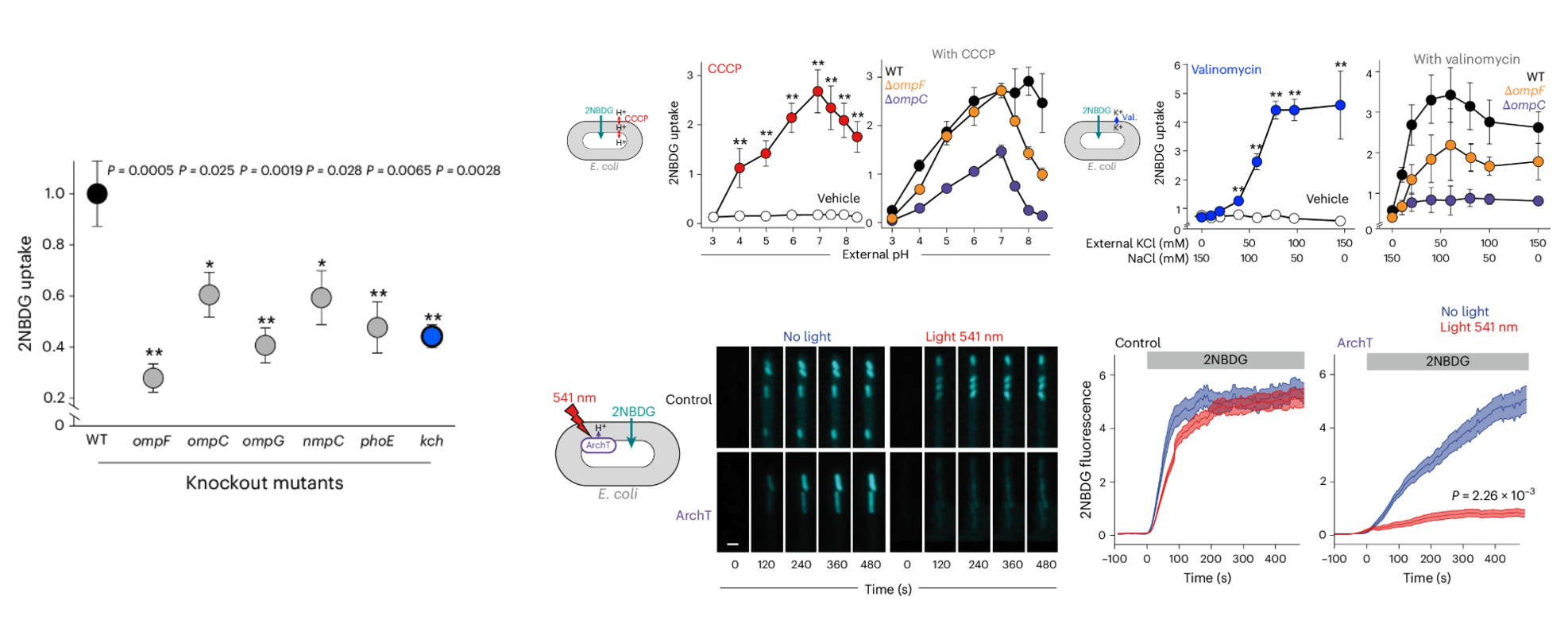 Porin-mediated 2NBDG uptake drops with porin and kch knockouts, increases with internal pH or K+ changes, and is shut down by optogenetic ArchT pumping under green light.