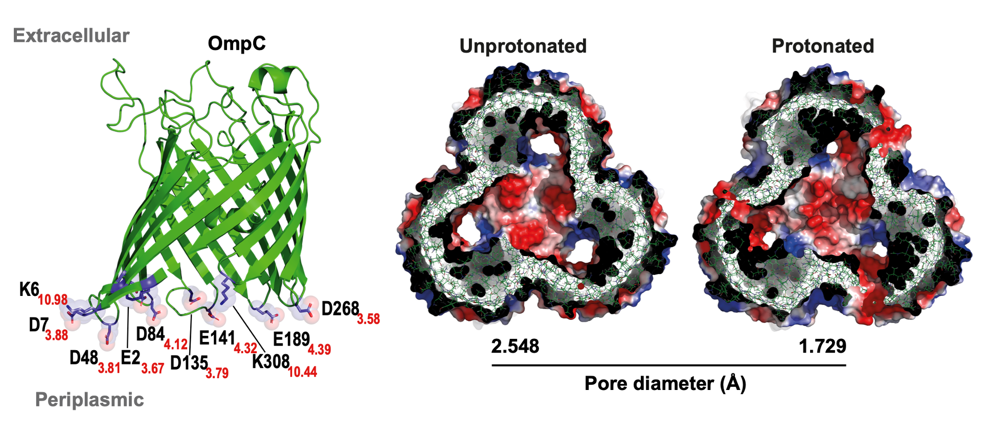 OmpC periplasmic charged residues with pKa values and molecular dynamics cross-sections showing a wider unprotonated pore and a constricted protonated pore.