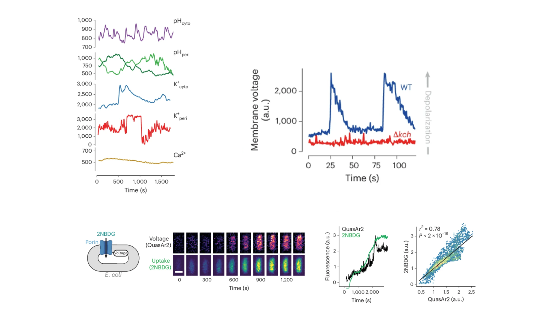 Live traces of periplasmic and cytoplasmic pH and K+, membrane voltage spikes in wild type but not kch mutants, and the correlation between QuasAr2 voltage and 2NBDG uptake over time.