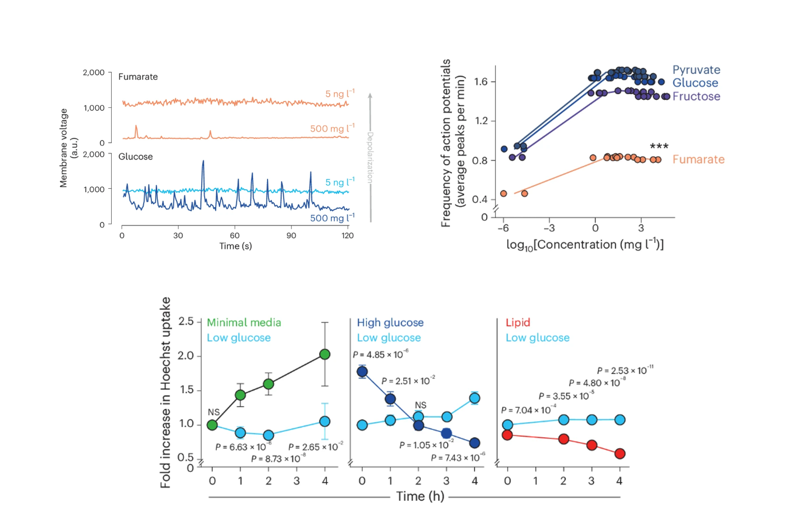 Membrane voltage oscillations across carbon sources and concentrations, action potential frequency versus substrate, and Hoechst uptake across minimal, glucose, and lipid media.