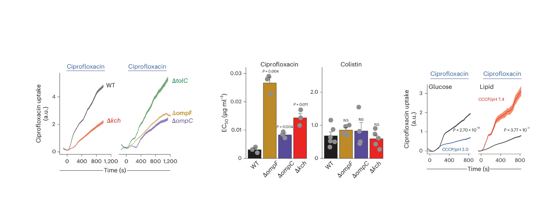 Ciprofloxacin uptake and EC50 across porin and kch mutants, contrasted with colistin controls, and the effect of CCCP in glucose versus lipid media.